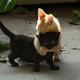 Illustration for article titled Groupthink, you seemed down, so I got you a poem and some kittens